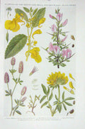 Original Old Vintage Print 1919 Flowers Yellow Baslam Rest Harrow Kidney Vetch