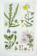 Original Old Vintage Print 1919 Flowers Dyer'S Weed Weld Rock Rose Musk Mallow