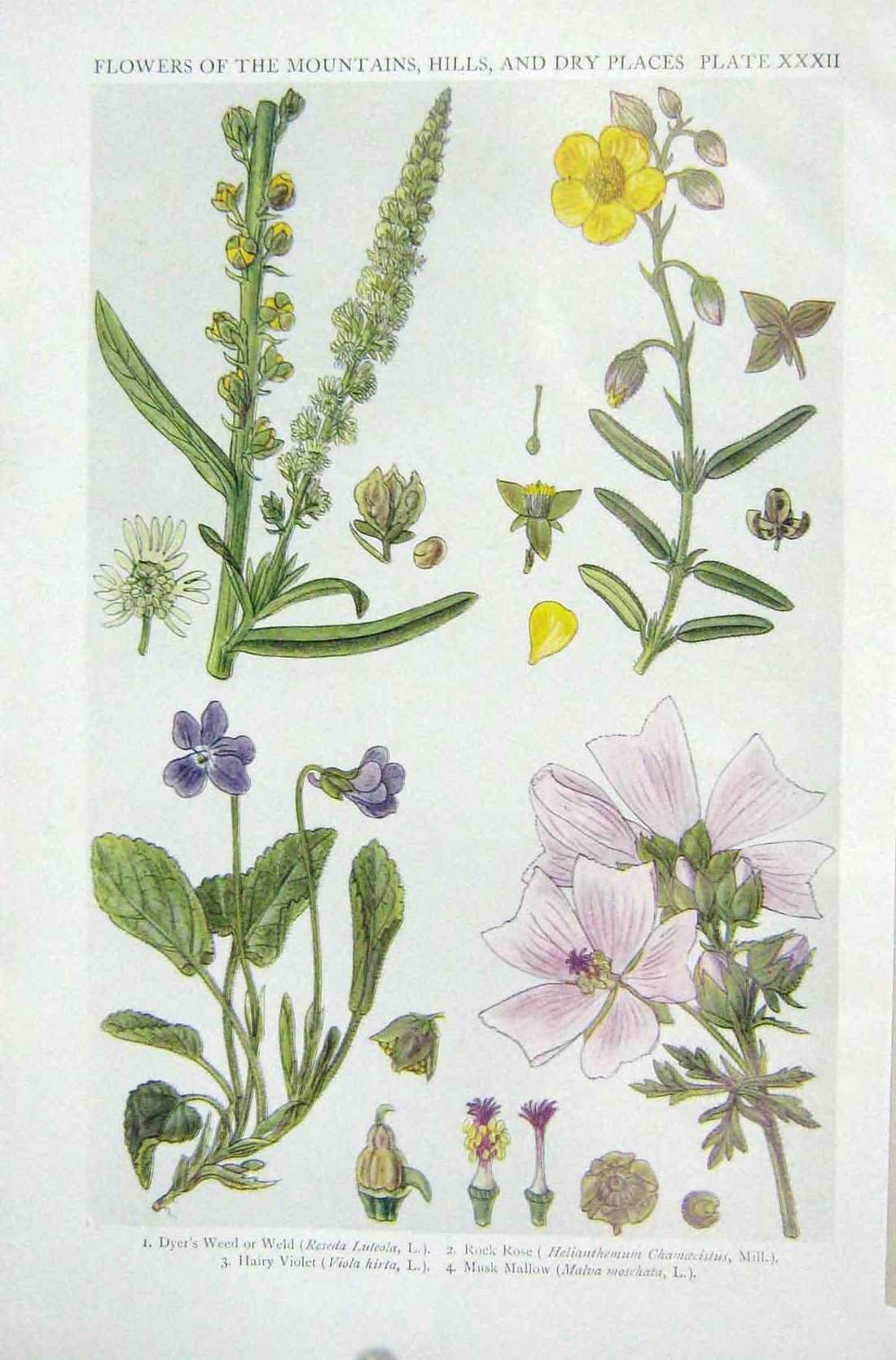 Original Old Vintage Print 1919 Flowers Dyer'S Weed Weld Rock Rose Musk Mallow