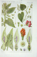 Original Old Vintage Print 1919 Flowers Nettle Black Bryony Lords Ladies Plants
