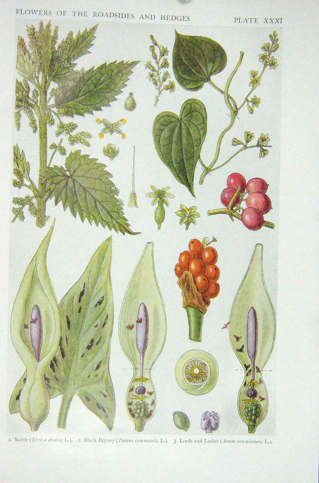 Original Old Vintage Print 1919 Flowers Nettle Black Bryony Lords Ladies Plants