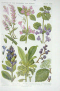 Original Old Vintage Print 1919 Flowers Red Bartsia Wood Basil Ivy Bugle Elm