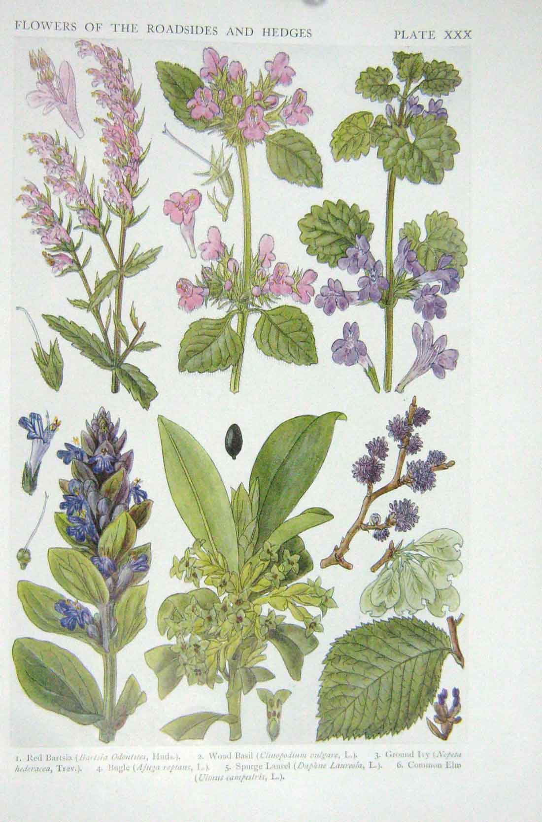 Original Old Vintage Print 1919 Flowers Red Bartsia Wood Basil Ivy Bugle Elm