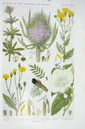Old Vintage Print 1919 Flowers Cleavers Teasel Hoary Ragwort Nipplewort 20th