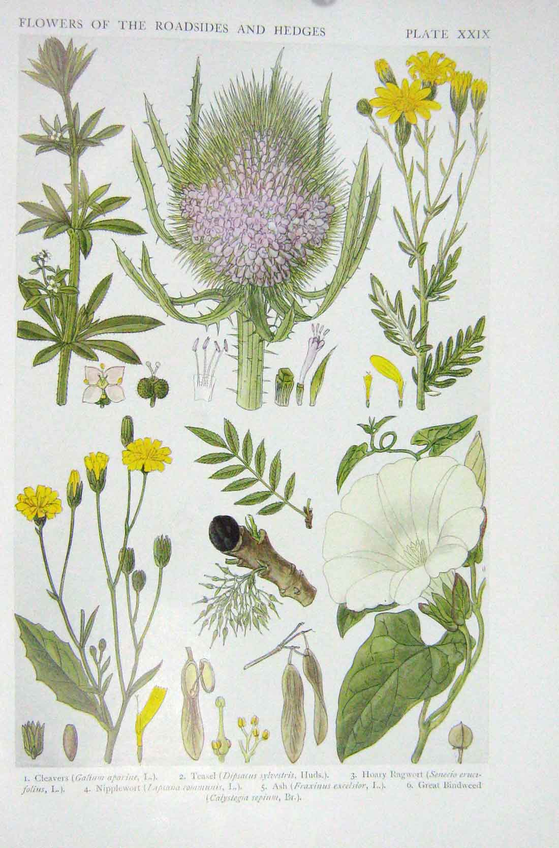 Old Vintage Print 1919 Flowers Cleavers Teasel Hoary Ragwort Nipplewort 20th