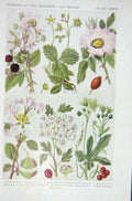 Original Old Vintage Print 1919 Flowers Bramble Barren Strawberry Dog Rose Crab