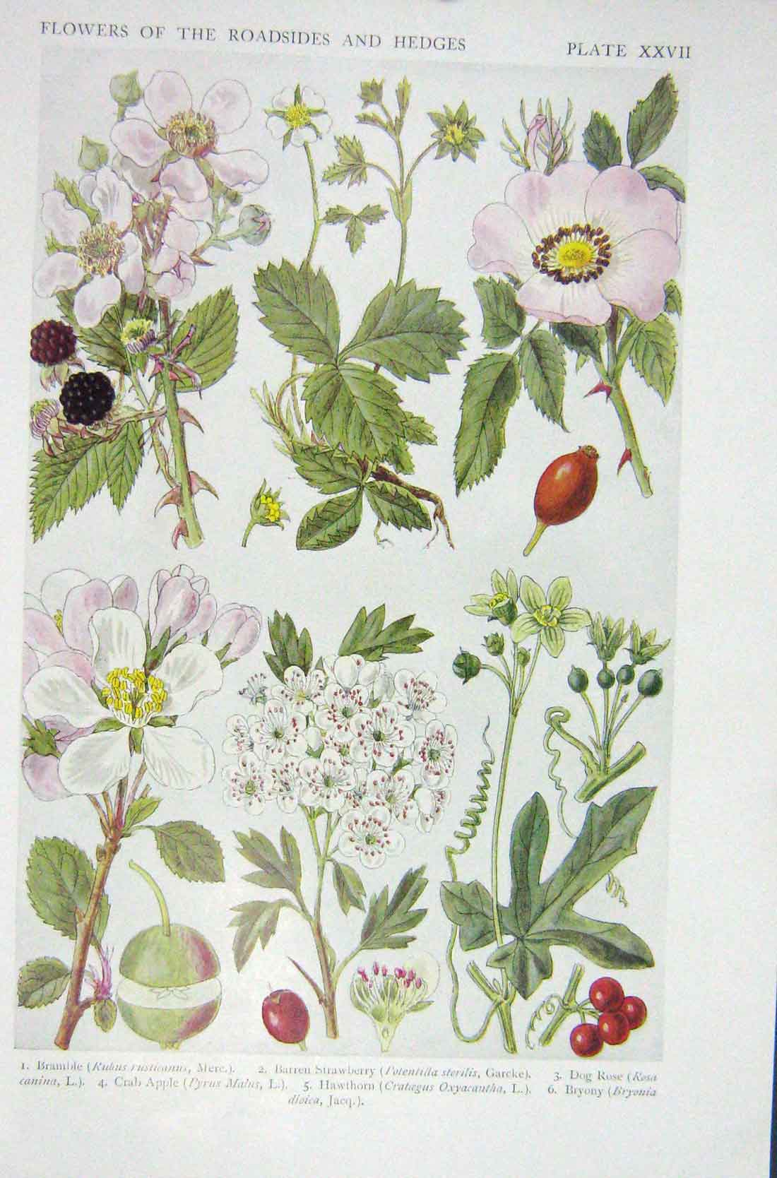 Original Old Vintage Print 1919 Flowers Bramble Barren Strawberry Dog Rose Crab