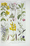 Old Vintage Print 1919 Flowers John'S Wort Herb Robert Meadow Vetchling 20th