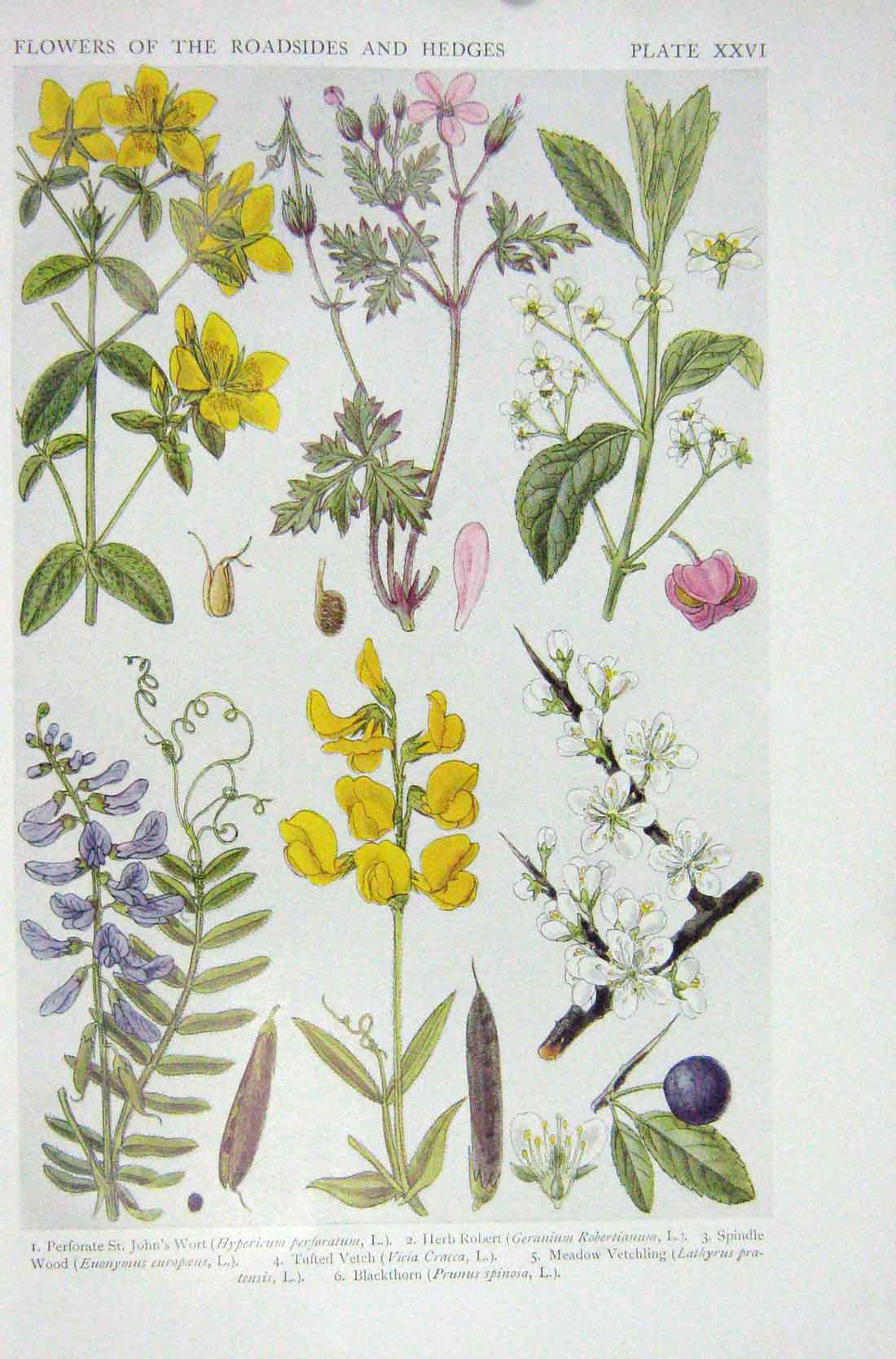 Old Vintage Print 1919 Flowers John'S Wort Herb Robert Meadow Vetchling 20th