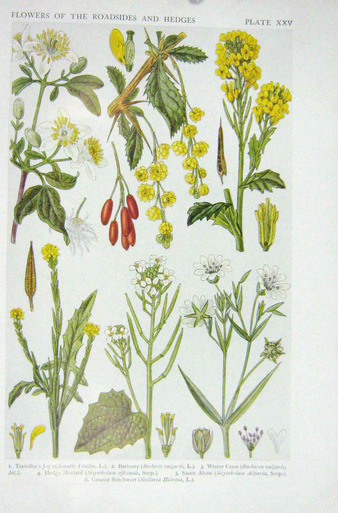Old Vintage Print 1919 Flowers Barberry Winter Cress Hedge Mustard Plant 20th