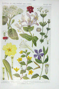 Original Old Vintage Print 1919 Flowers Wayfaring Primrose Honeysuckle Woodruff