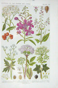Old Vintage Print 1919 Flowers Mountain Ash Rosebay Nightshade Angelica 20th