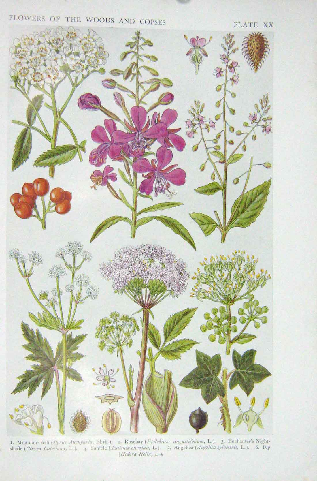 Old Vintage Print 1919 Flowers Mountain Ash Rosebay Nightshade Angelica 20th