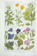 Original Old Vintage Print 1919 Flowers Anemone Gielocks Sweet Violet Campion