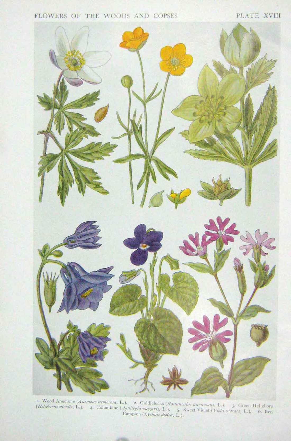 Original Old Vintage Print 1919 Flowers Anemone Gielocks Sweet Violet Campion