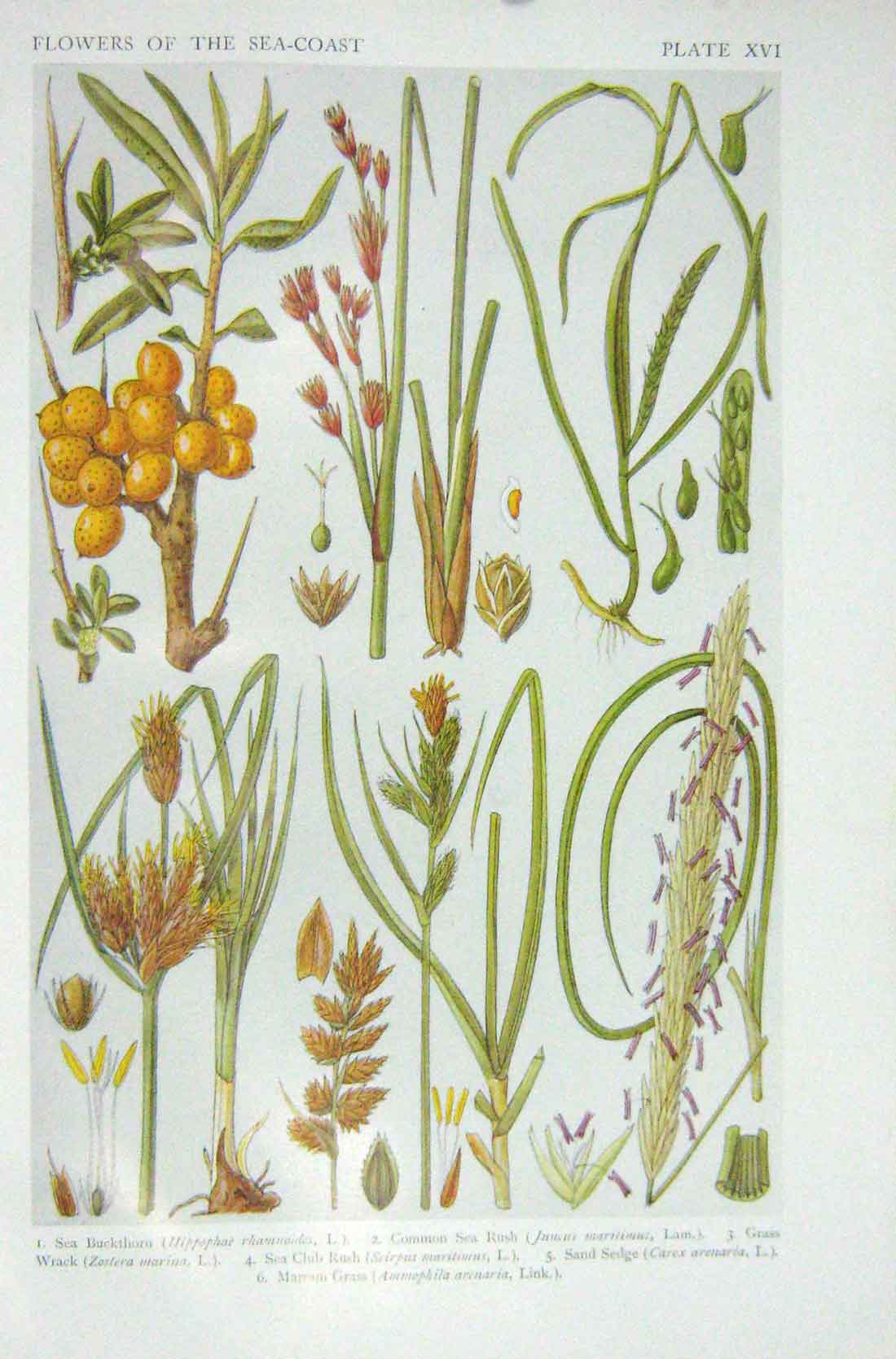 Old Vintage Print 1919 Flowers Buckthorn Sea Rush Sand Hedge Marram Grass 20th