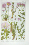 Original Old Vintage Print 1919 Flowers Thrift Milkwort Blindweed Sea Plantain