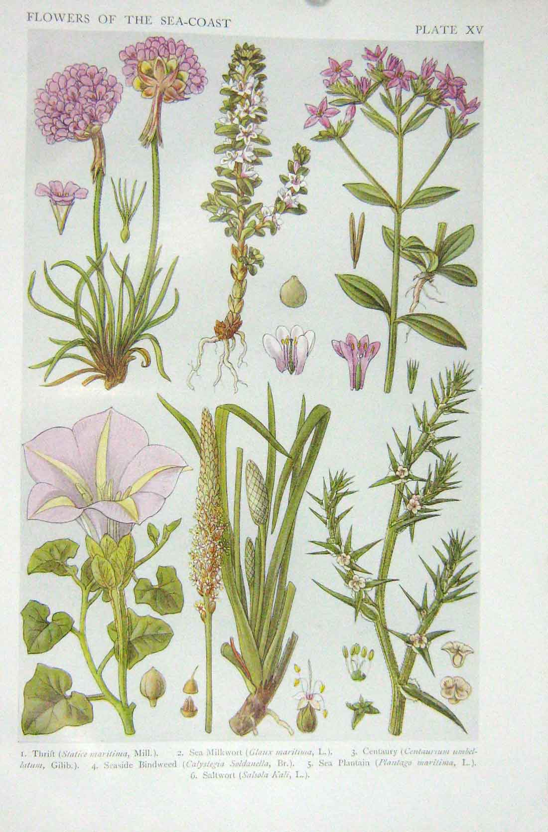 Original Old Vintage Print 1919 Flowers Thrift Milkwort Blindweed Sea Plantain