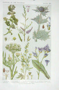 Original Old Vintage Print 1919 Flowers Purslane Tamarisk Sea Holly Lavender
