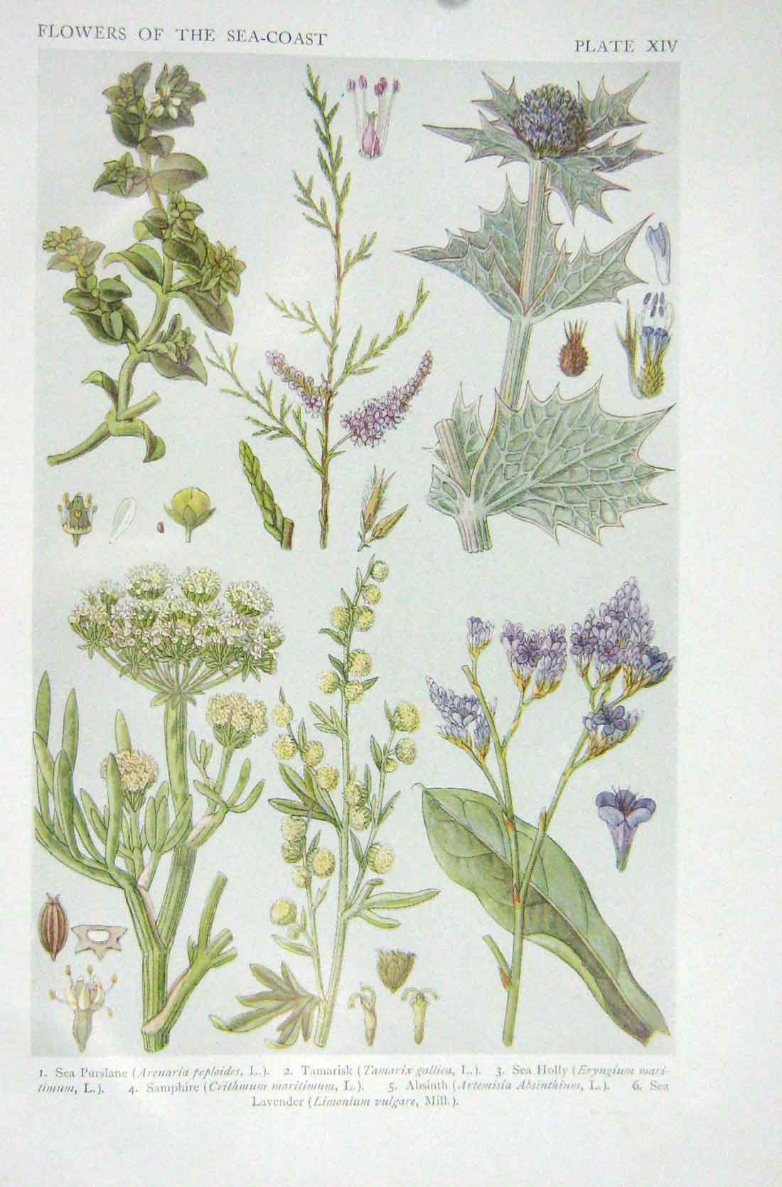 Original Old Vintage Print 1919 Flowers Purslane Tamarisk Sea Holly Lavender