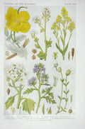 Original Old Vintage Print 1919 Flowers Yellow Horned Poppy Scurvy Grass Rocket