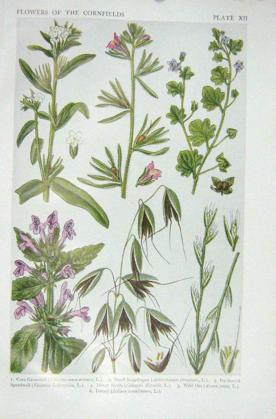 Old Vintage Print 1919 Flowers Corn Gromwell Snapdragon Speedwell Nettle 20th
