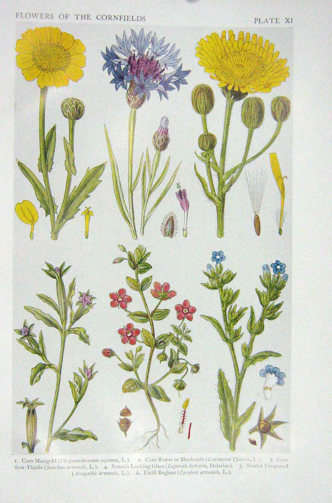 Original Old Vintage Print 1919 Flowers Corn MarigBluebottle Sow-Thistle 20th