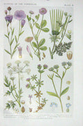 Original Old Vintage Print 1919 Flowers Flax Clover Shepherd'S Needle Parsley
