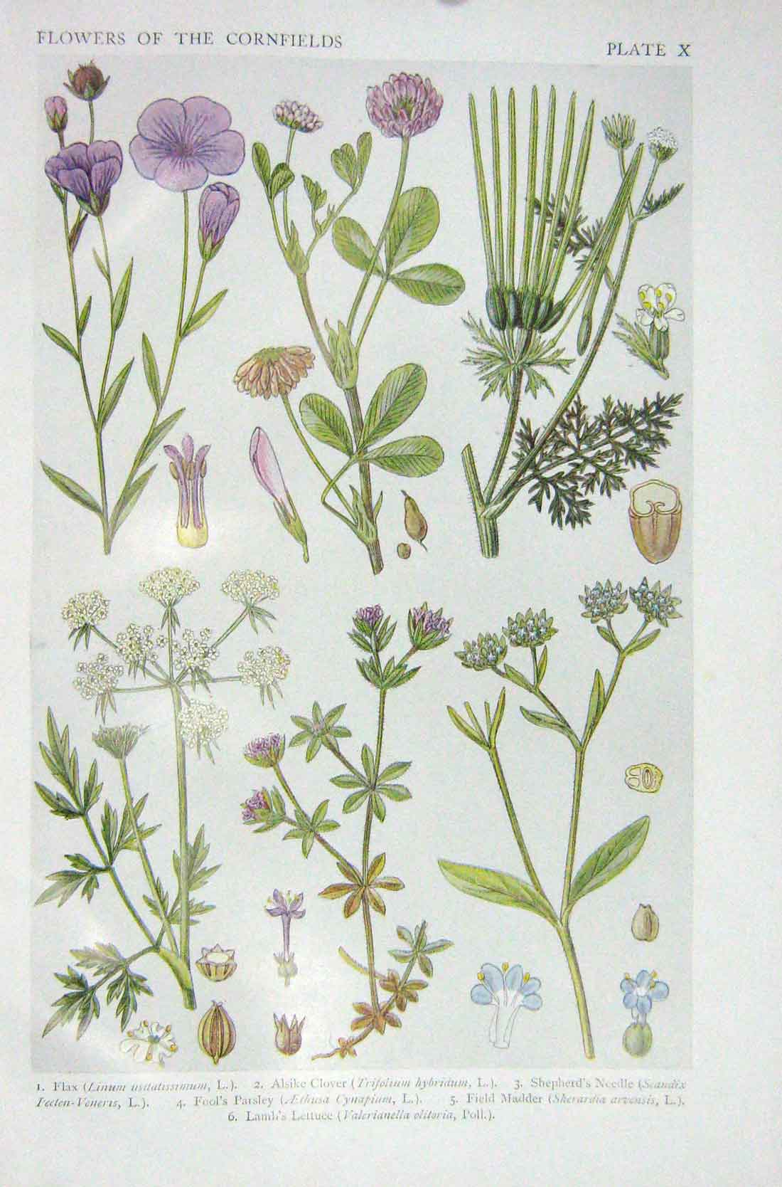 Original Old Vintage Print 1919 Flowers Flax Clover Shepherd'S Needle Parsley