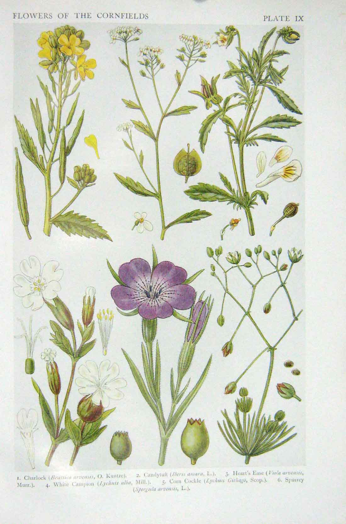 Original Old Vintage Print 1919 Flowers Charlock Candytuft Corn Cockle Campion