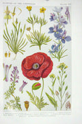 Original Old Vintage Print 1919 Flowers Mouse-Tail Buttercup Larkspur Red Poppy