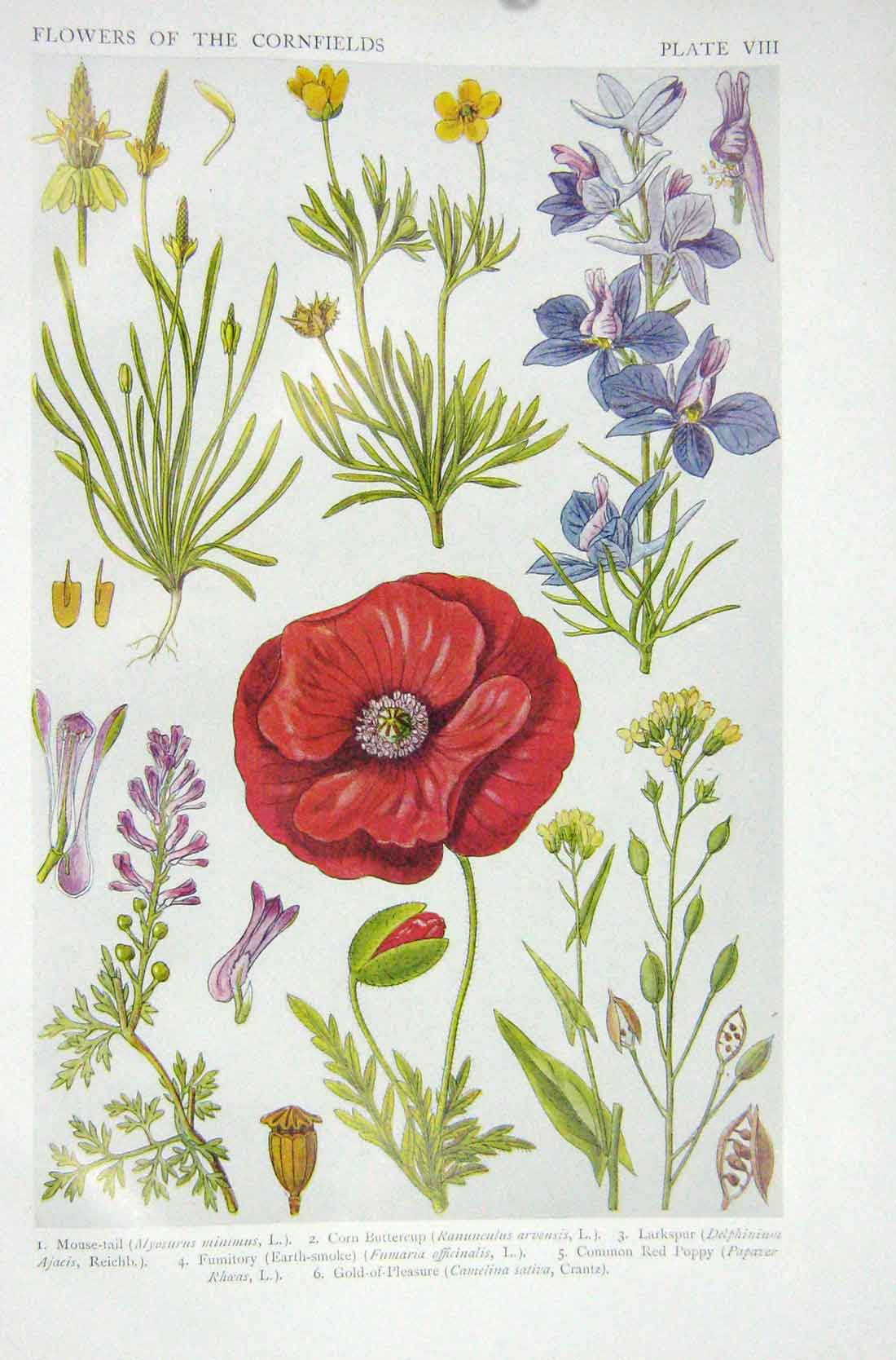 Original Old Vintage Print 1919 Flowers Mouse-Tail Buttercup Larkspur Red Poppy
