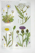 Original Old Vintage Print 1919 Flowers Daisy Milfoil Ox-Eye Knapweed Plants