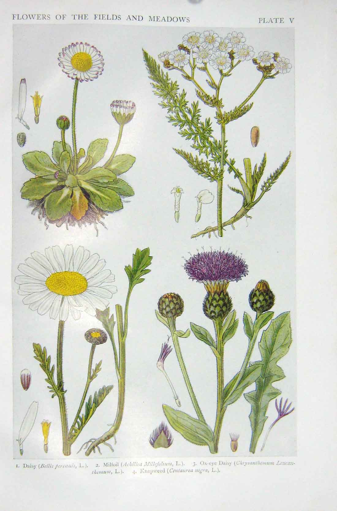 Original Old Vintage Print 1919 Flowers Daisy Milfoil Ox-Eye Knapweed Plants