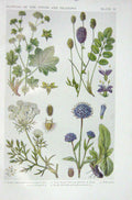 Old Vintage Print 1919 Flowers Lady'S Mantle Great Burnet Carrot Scabious 20th