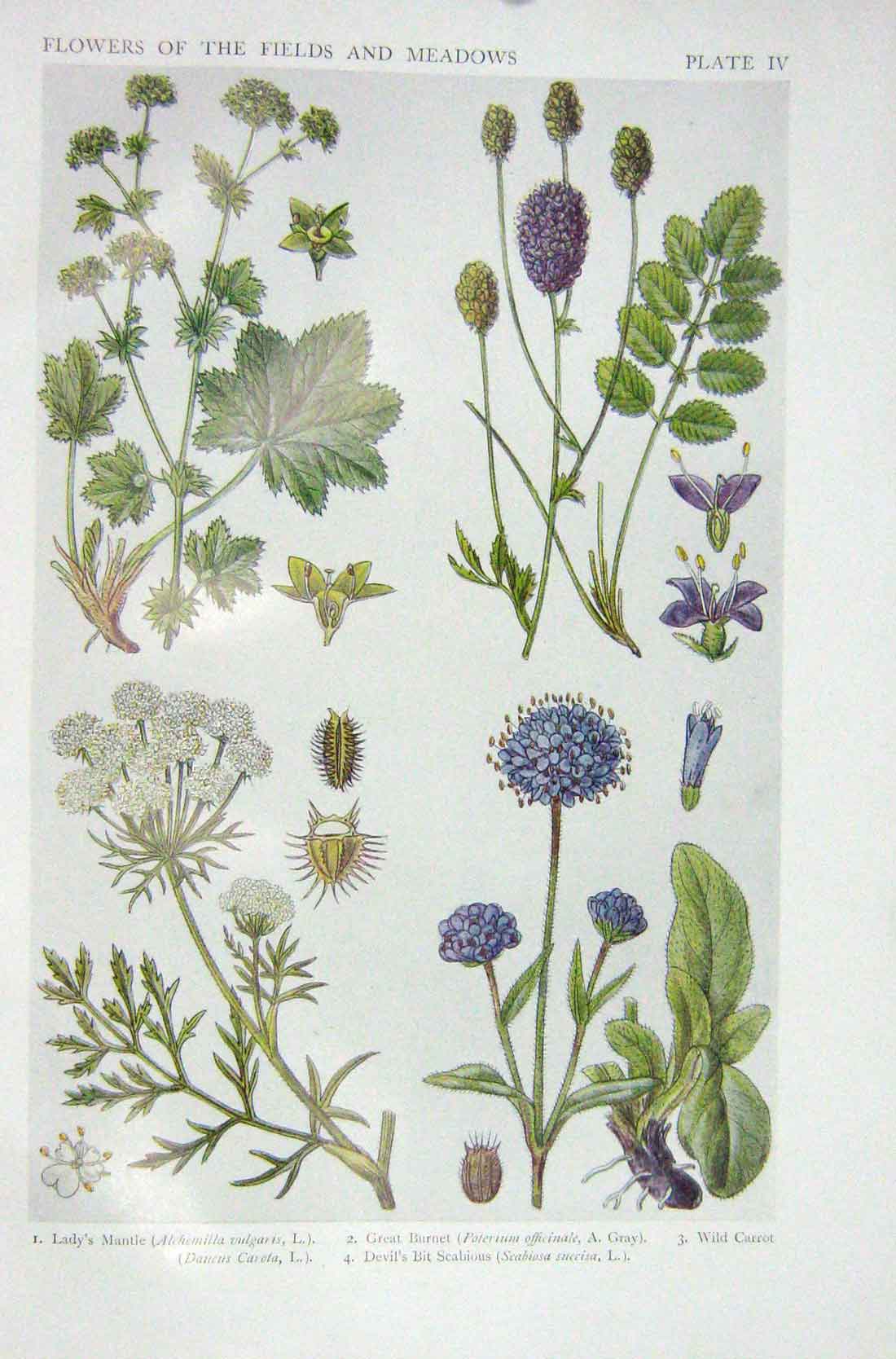 Old Vintage Print 1919 Flowers Lady'S Mantle Great Burnet Carrot Scabious 20th