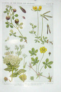 Original Old Vintage Print 1919 Flowers Trefoil Bird'S Meadow-Sweet Cinquefoil