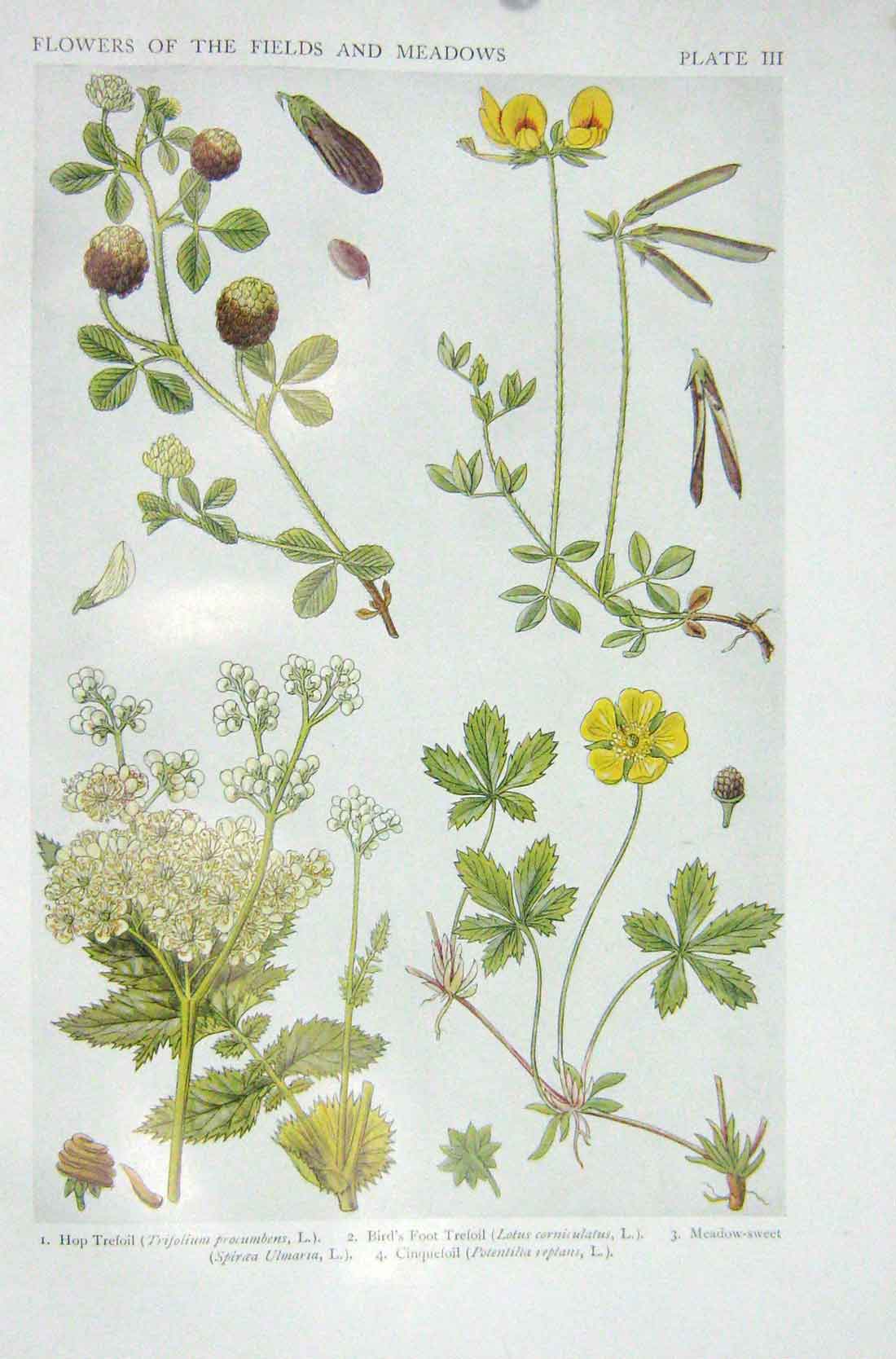 Original Old Vintage Print 1919 Flowers Trefoil Bird'S Meadow-Sweet Cinquefoil