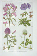 Old Vintage Print 1919 Flowers Ragged Robin Crane'S Bill Red Clover White 20th