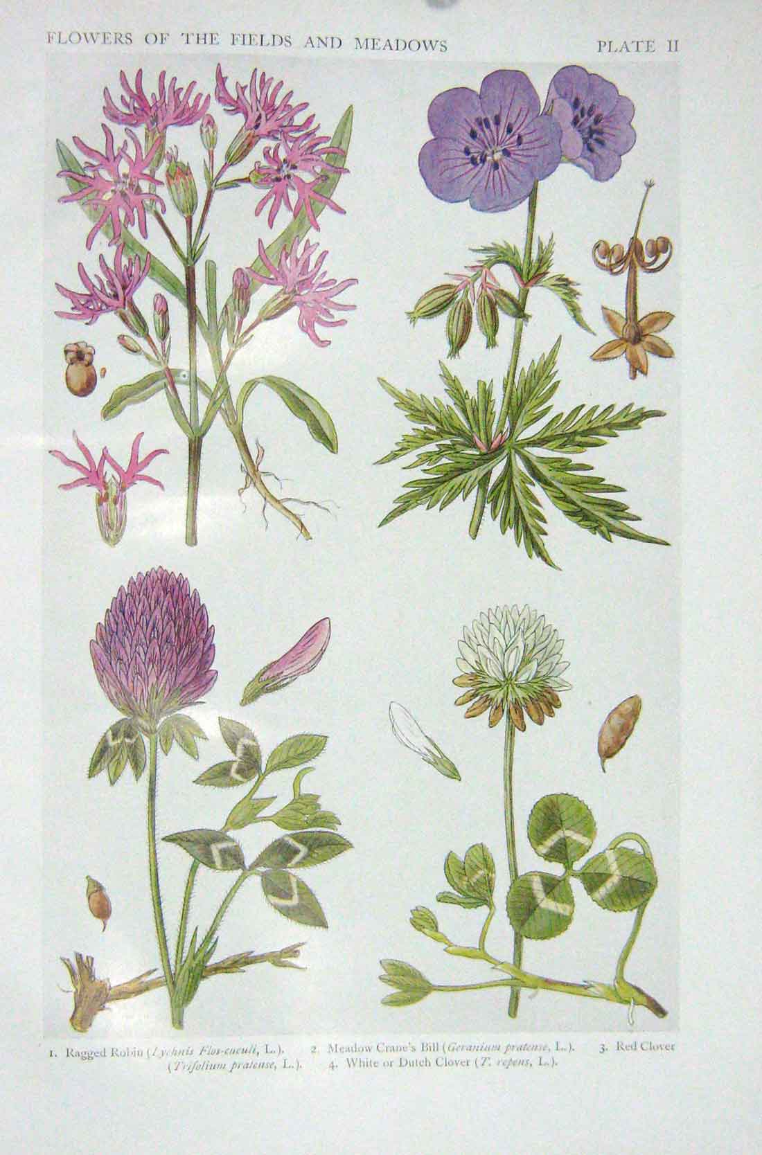 Old Vintage Print 1919 Flowers Ragged Robin Crane'S Bill Red Clover White 20th