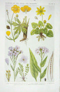 Original Old Vintage Print 1919 Flowers Meadow Crowfoot Celandine Smock Violet