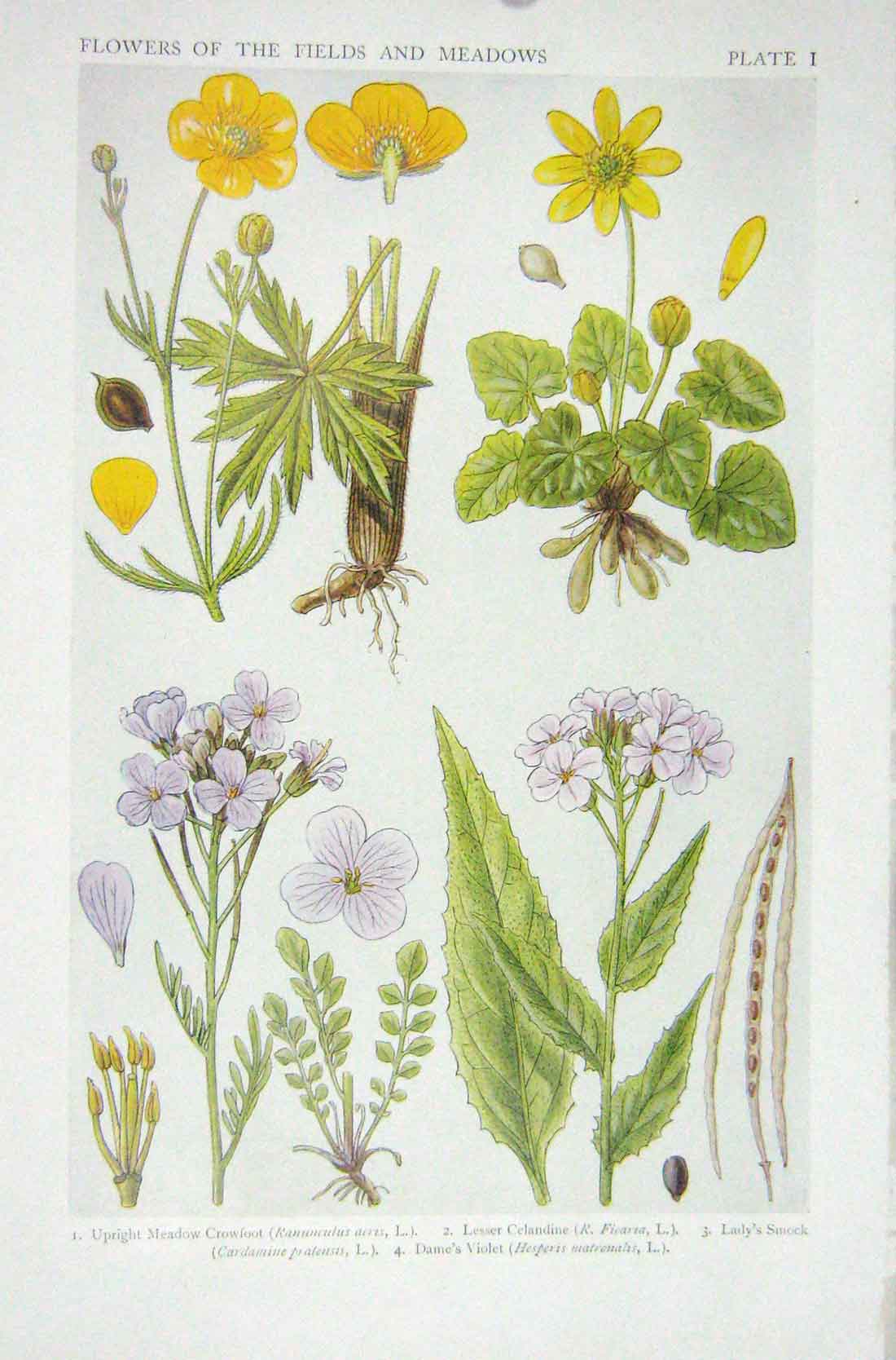 Original Old Vintage Print 1919 Flowers Meadow Crowfoot Celandine Smock Violet
