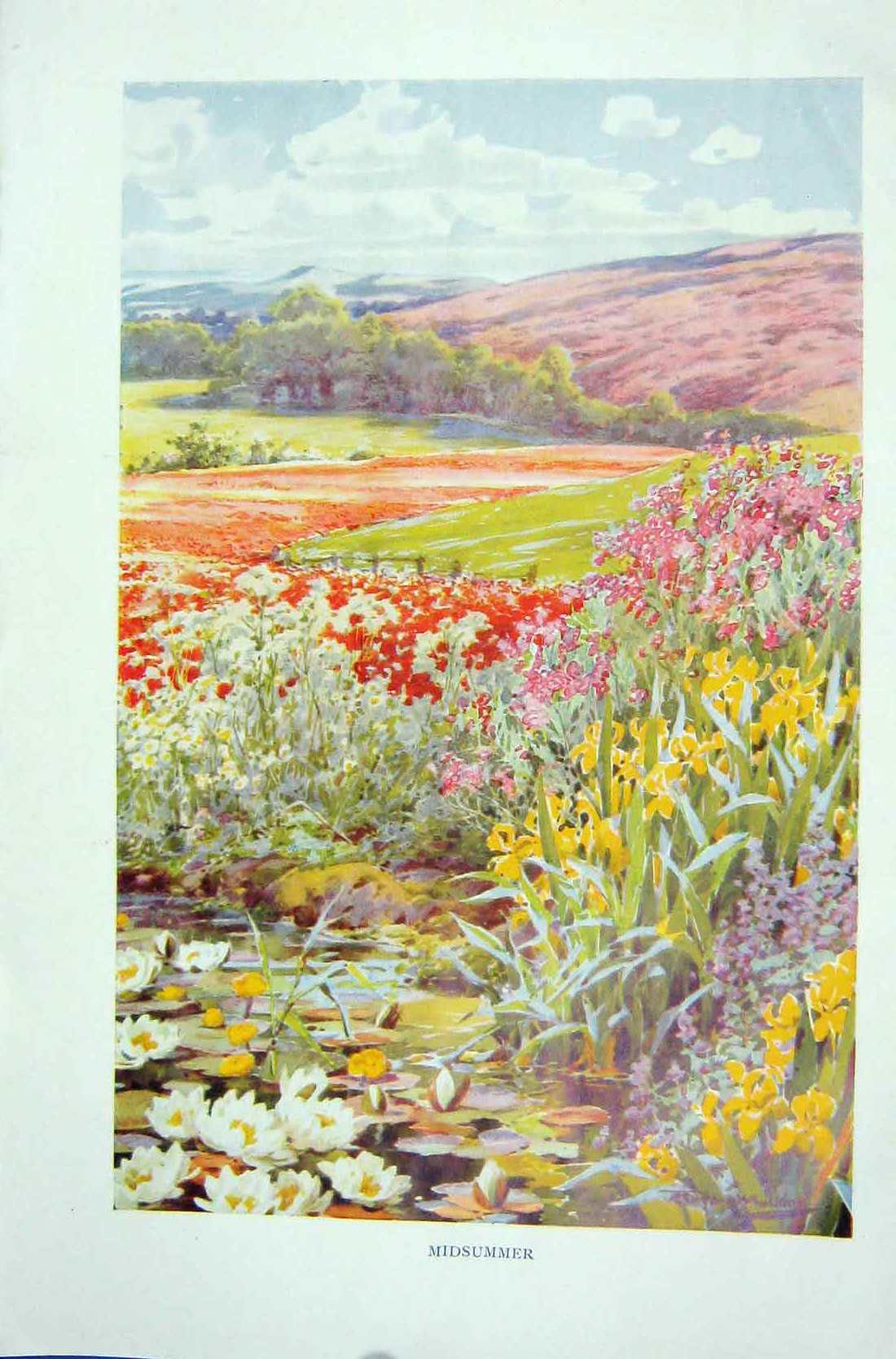 Original Old Vintage Print 1919 Flowers Plants Nature Midsummer Meadow 20th