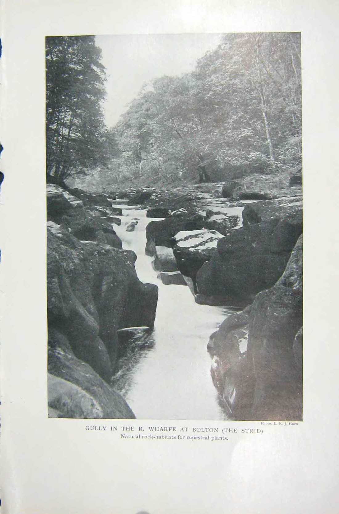Original Old Vintage Print 1919 Gully Wharfe Bolton Strid Rupestral Plants 20th