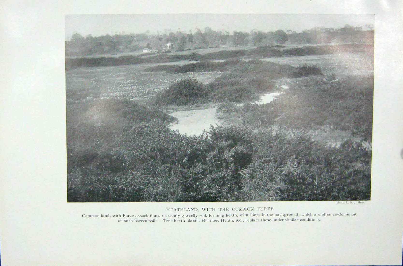 Original Old Vintage Print 1919 Heathland Common Furze Heath Heather Plants