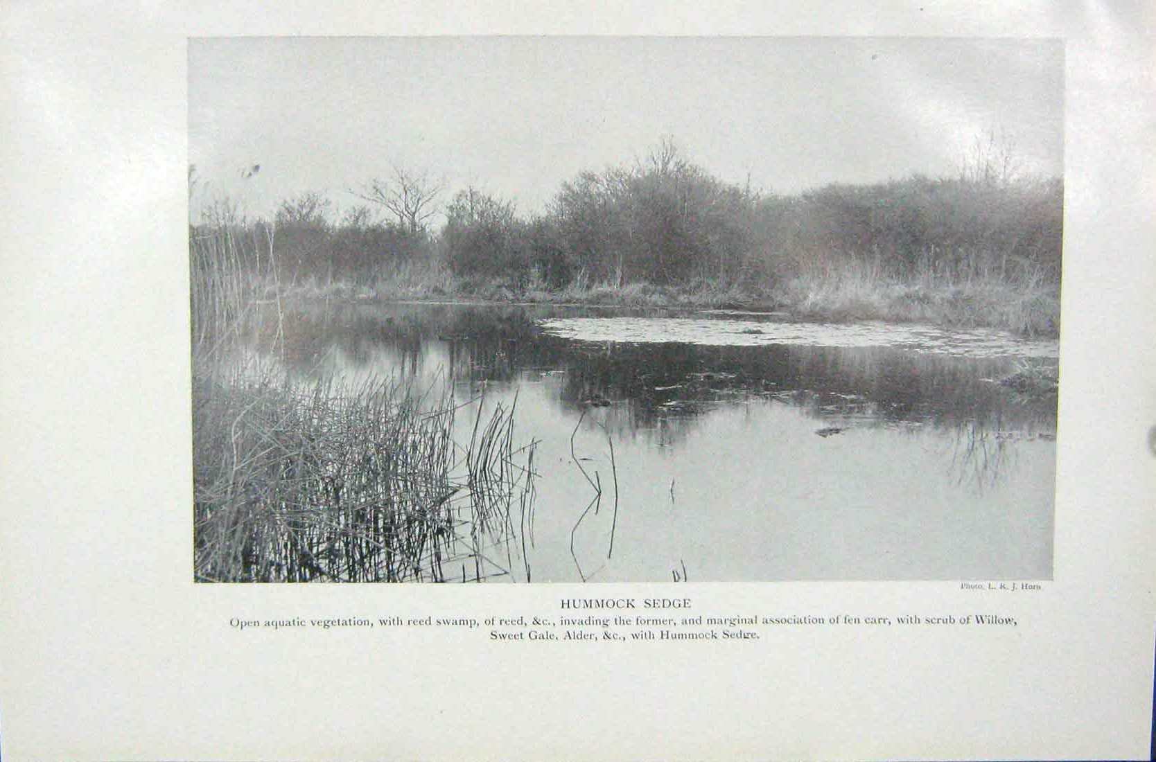 Original Old Vintage Print 1919 Hummock Sedge Vegitation Reed Swamp Willow 20th