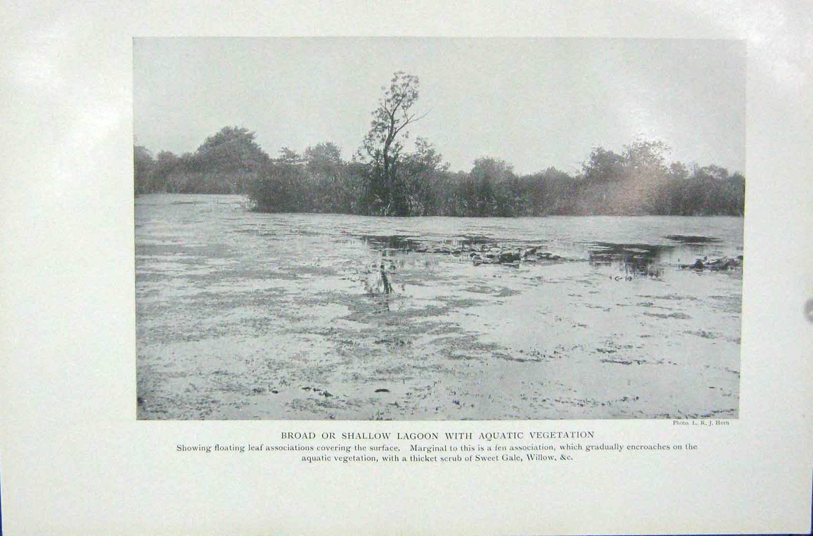 Original Old Vintage Print 1919 Broad Shallow Lagoon Aquatic Vegetation Leaf