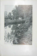 Original Old Vintage Print 1919 Arrow-Head Plants Trees River Photograph 20th