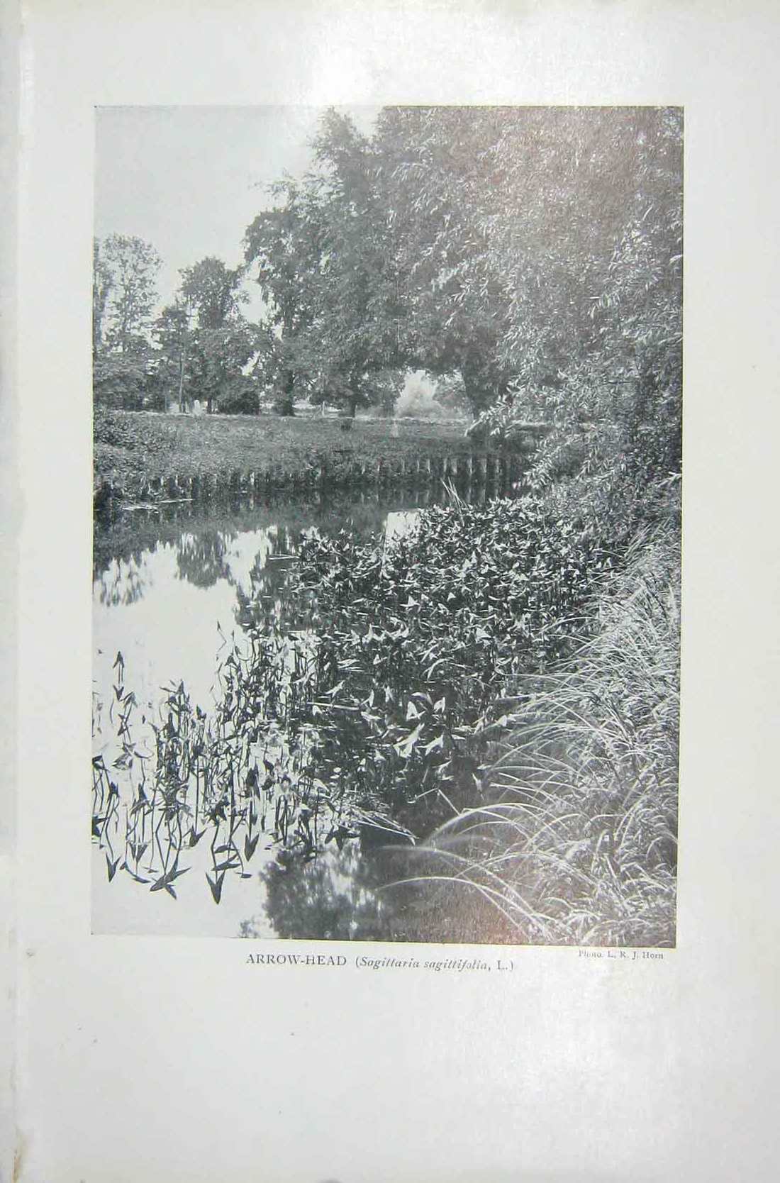 Original Old Vintage Print 1919 Arrow-Head Plants Trees River Photograph 20th