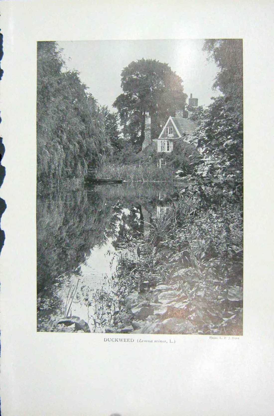 Old Vintage Print 1919 Photograph Duckweed Plants House Trees Lemna Minor 20th